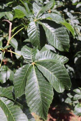 Aesculus × carnea 'Briotii' - jírovec pleťový 'Briotii' - list (38)